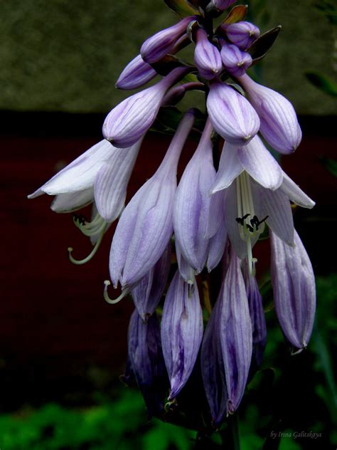 flowers in riga.